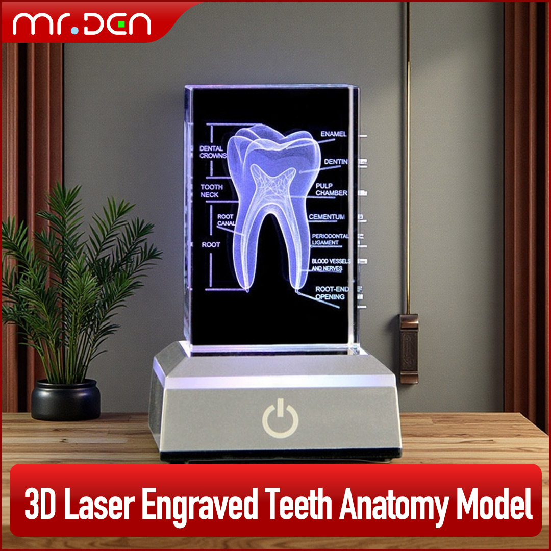 Dental 3D Laser Engraved Human - đánh giá và giá Paper Weight Crystal