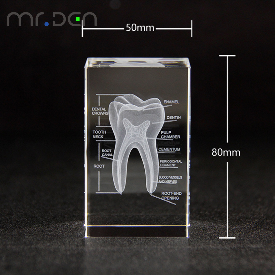 Dental 3D Laser Engraved Human - đánh giá và giá Paper Weight Crystal