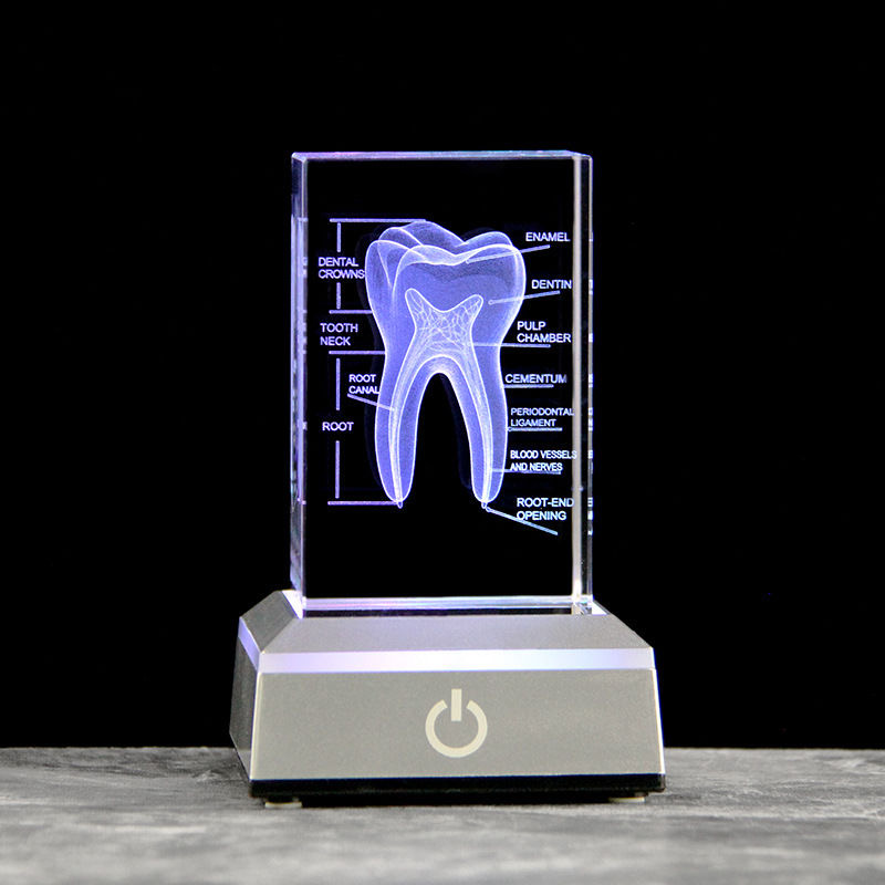 Dental 3D Laser Engraved Human - đánh giá và giá Paper Weight Crystal